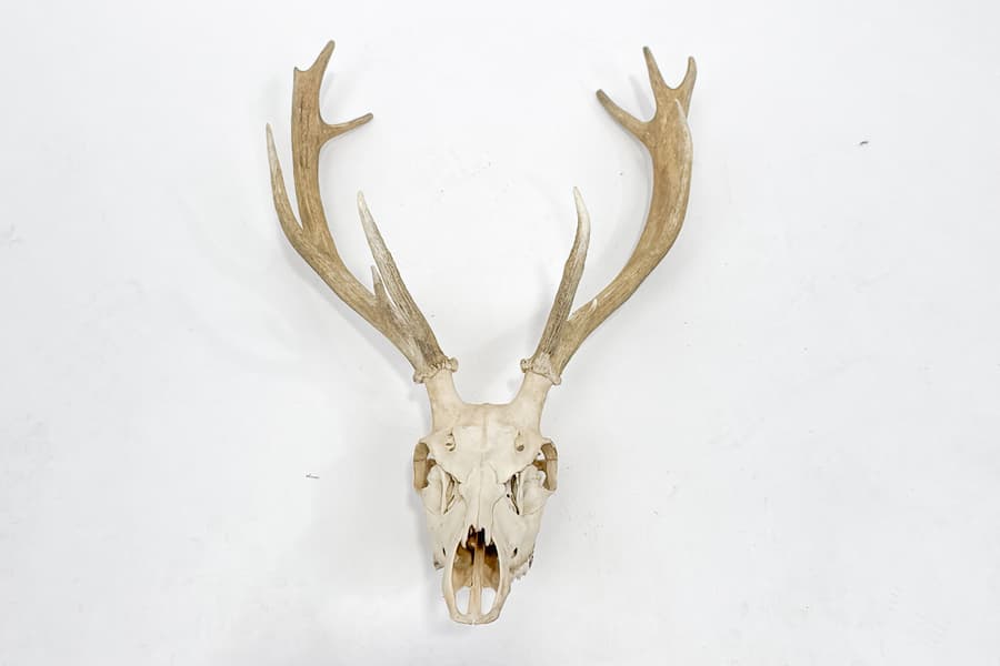 Jagdtrophäe